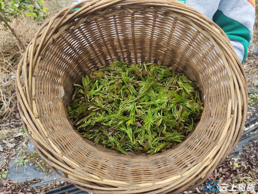 咸丰坪坝营镇8000余亩藤茶助农增收