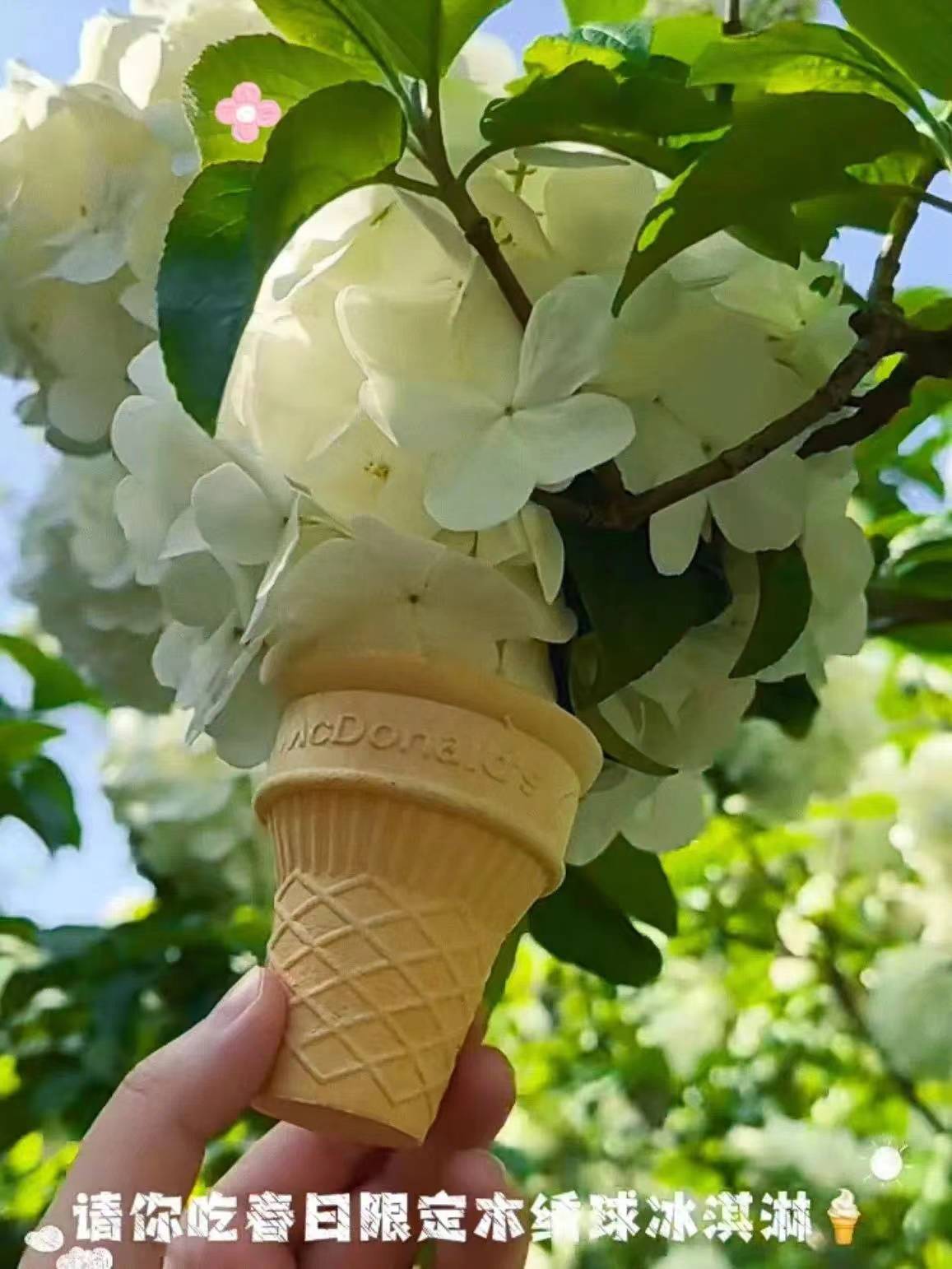 曾让女网红上房揭瓦的木绣球开啦今年最火打卡地是上海这个地铁口附