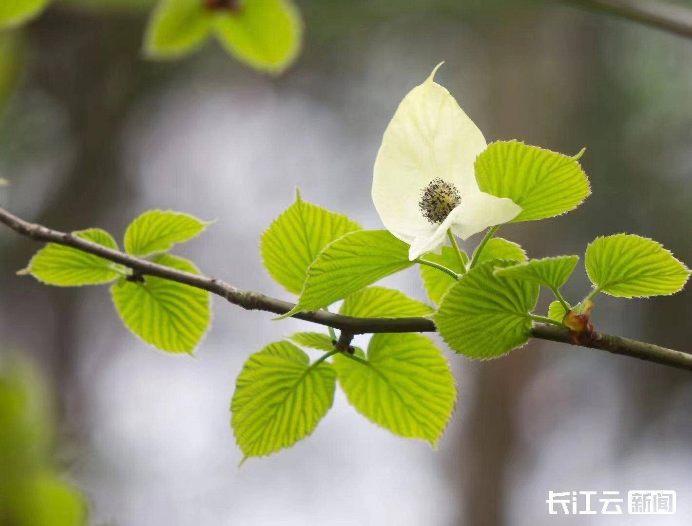 植物界大熊猫珙桐在武汉植物园开花了