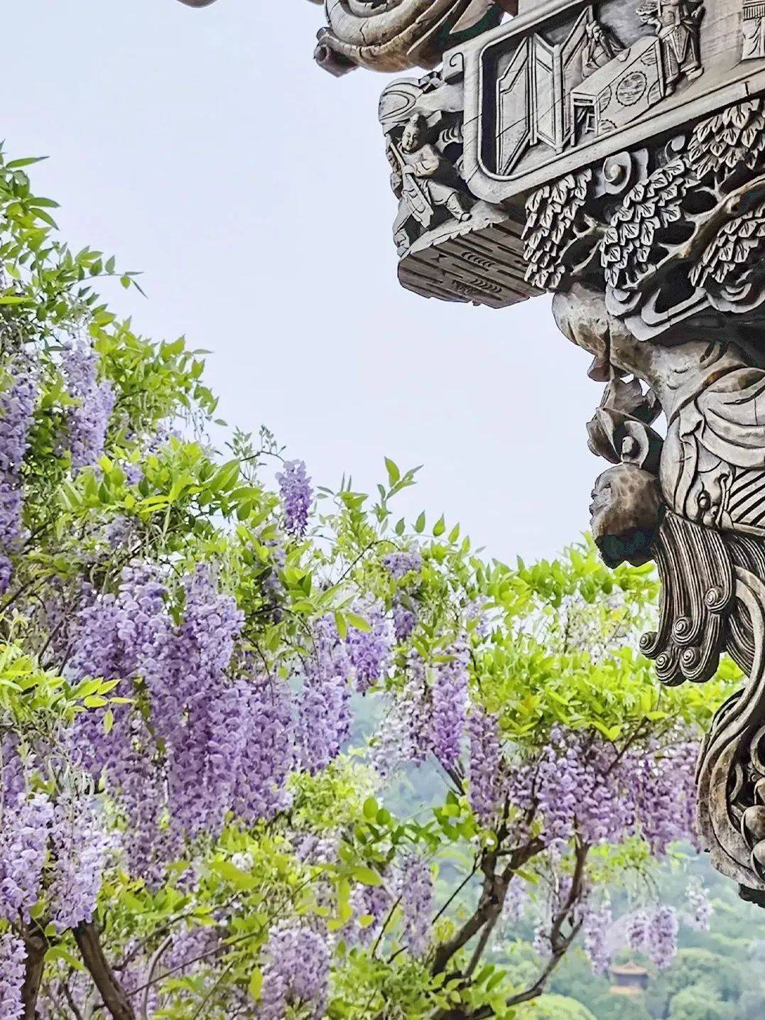 无锡最大的紫藤园今日开园!还有这些小众紫藤观赏地推荐给你