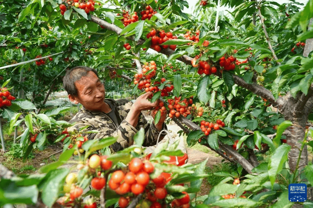 这是4月10日拍摄的山东省潍坊市临朐县山旺镇的樱桃种植大棚(无人机