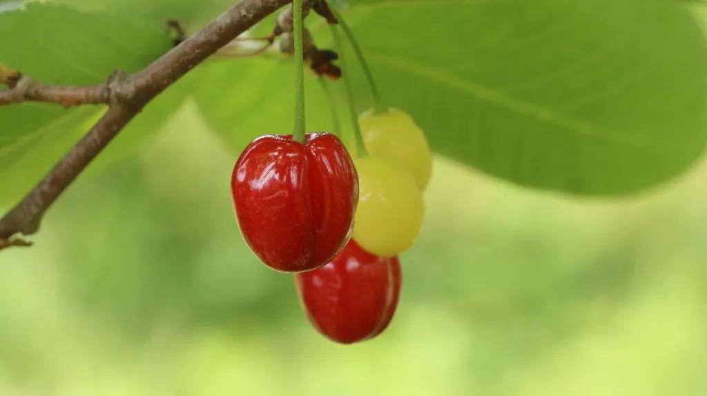 走起成都恩桃儿熟了