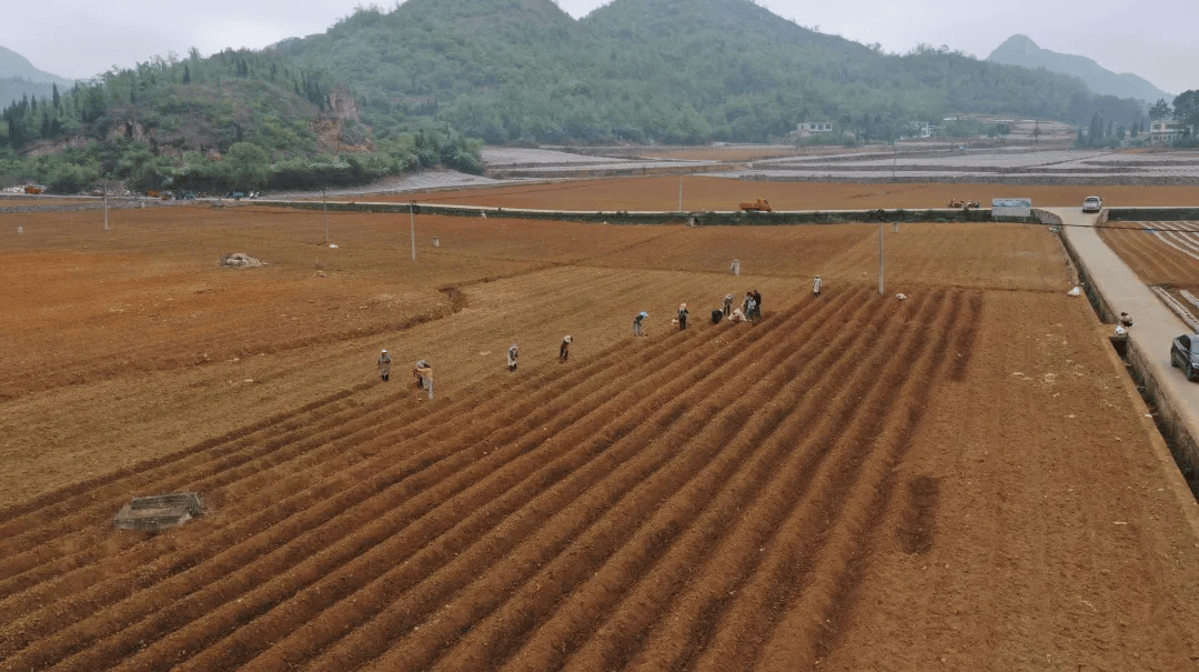 钱相街道抢抓农时生姜栽种忙