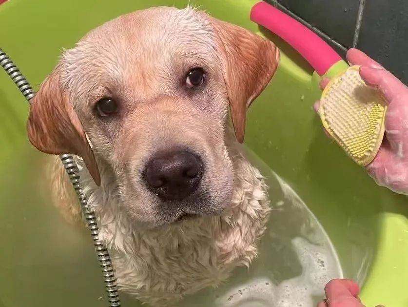 公认不咬人的狗狗有娃家庭也能养拉布拉多猎犬