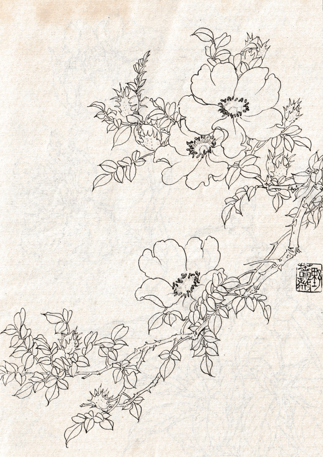 野蔷薇芍药月季单瓣月季返回搜狐,查看更多