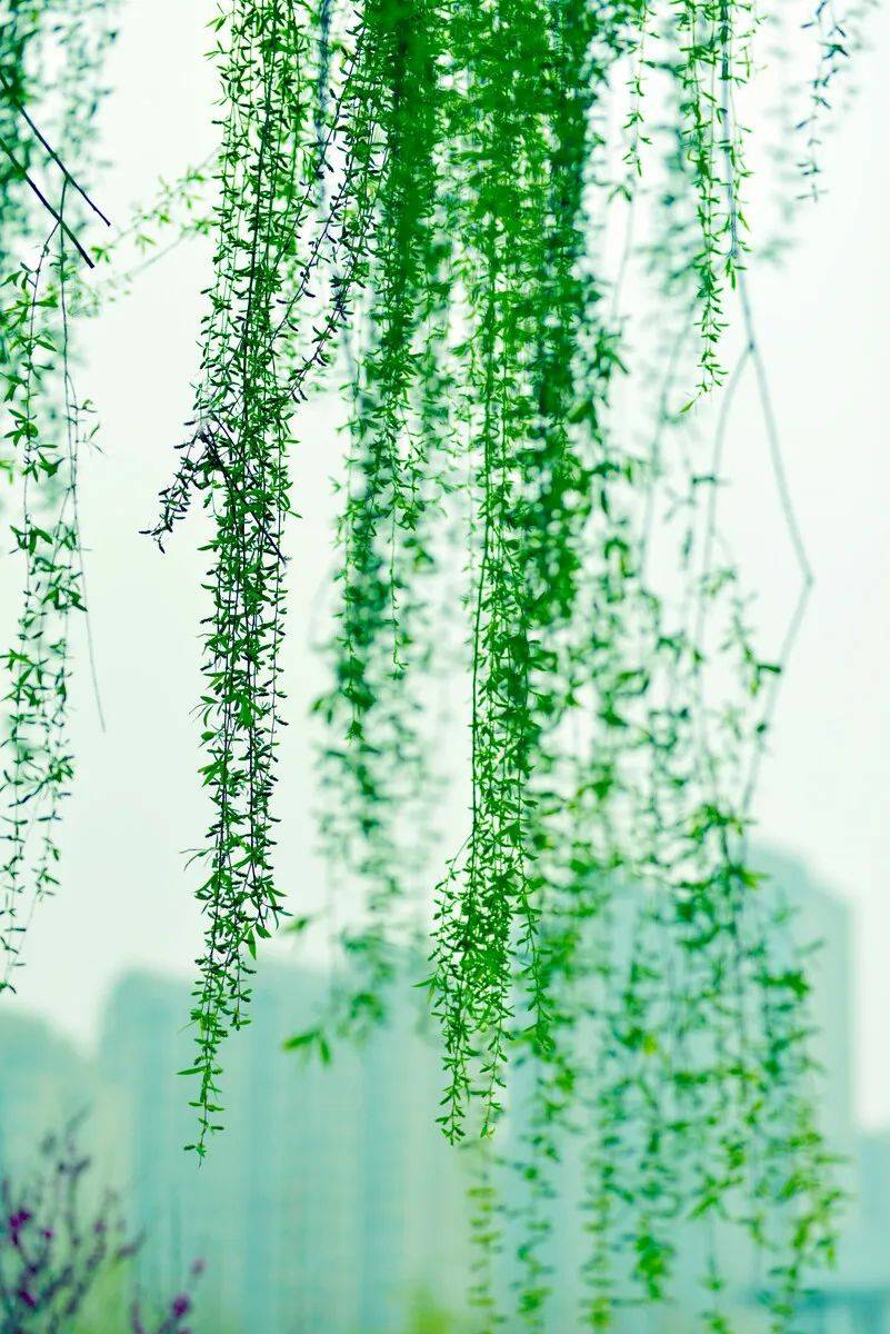 赏析诗词一不小心误入仙境养了眼也醉了心