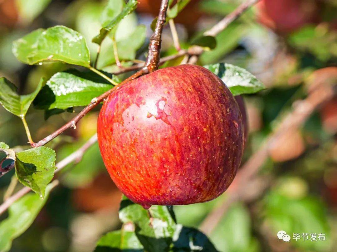 "威宁苹果""威宁火腿"在列其中,毕节的"织金平桥茶"贵州26个产品入选"