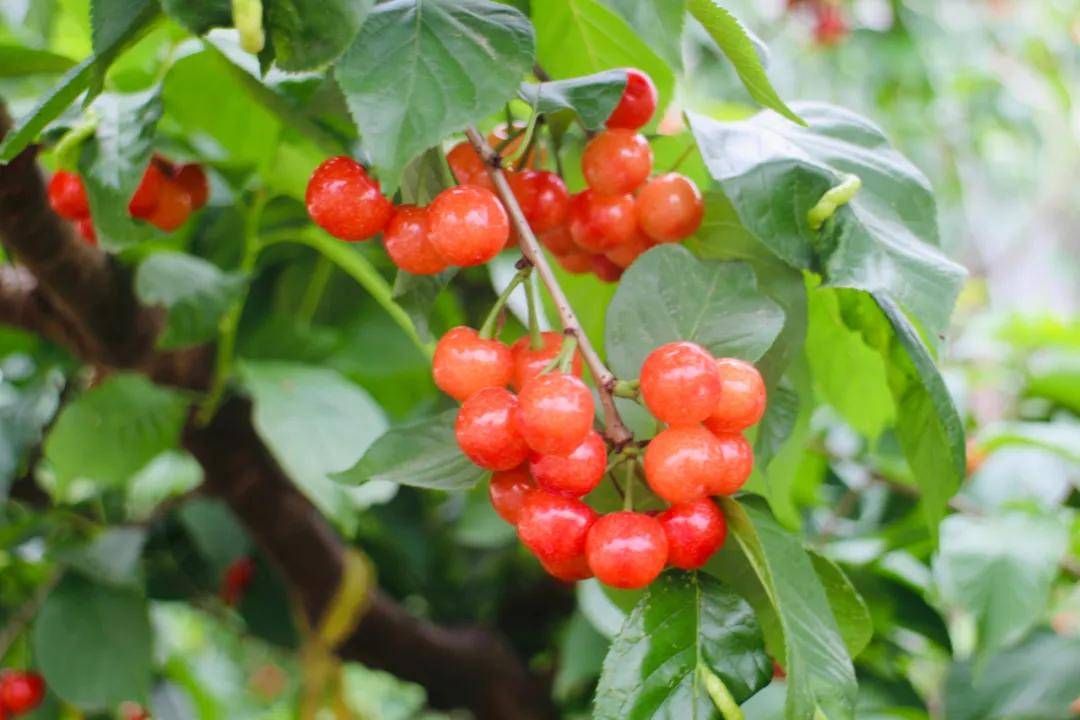 走起成都恩桃儿熟了