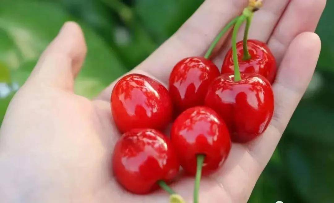 走起成都恩桃儿熟了