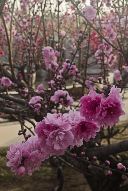 桃林沟第二十一届桃花节开幕