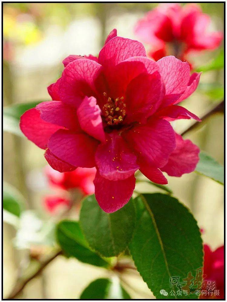 图集花如其名的火焰海棠