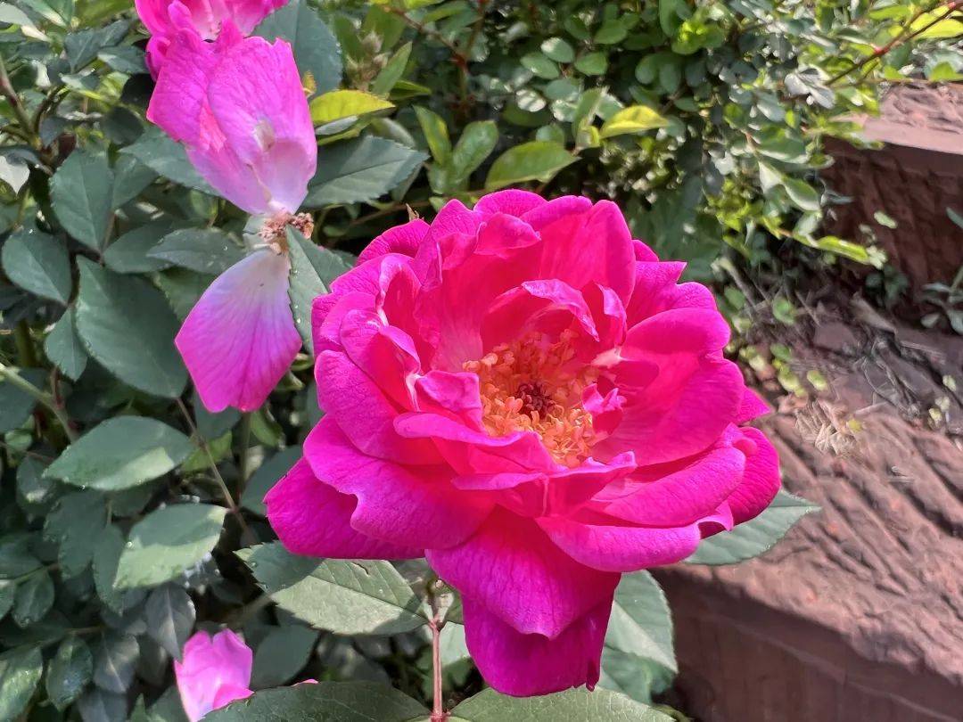 嘉州绿心公园 送你美丽的"蔷薇梦"