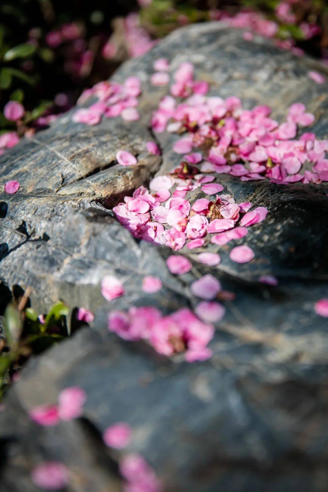 爱别离、怨憎会、求不得......佛说的“人生八苦”原来如此！_搜狐网