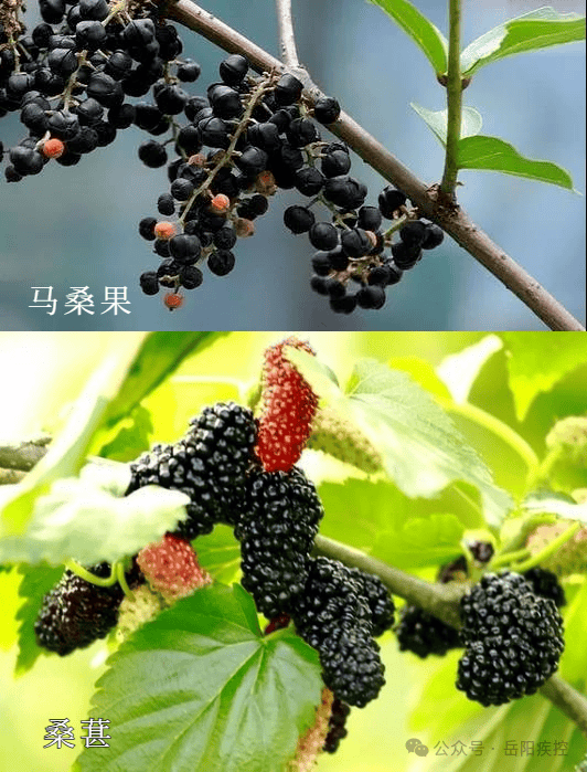 一,有些有毒植物与野菜,野果的外观相似(如:毒芹与水芹,滴水观音与