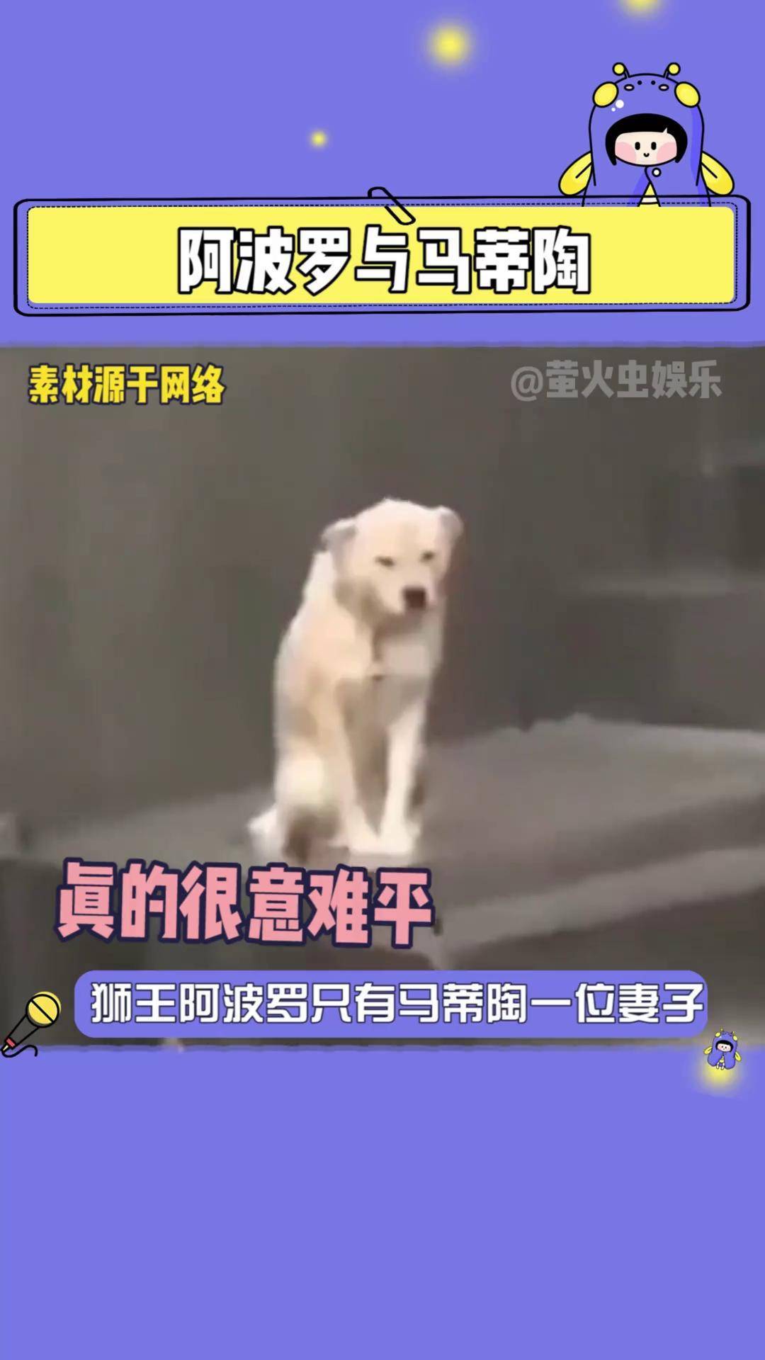 狮子马蒂陶阿波罗图片