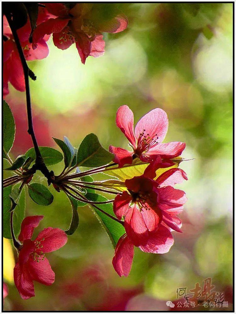 图集花如其名的火焰海棠