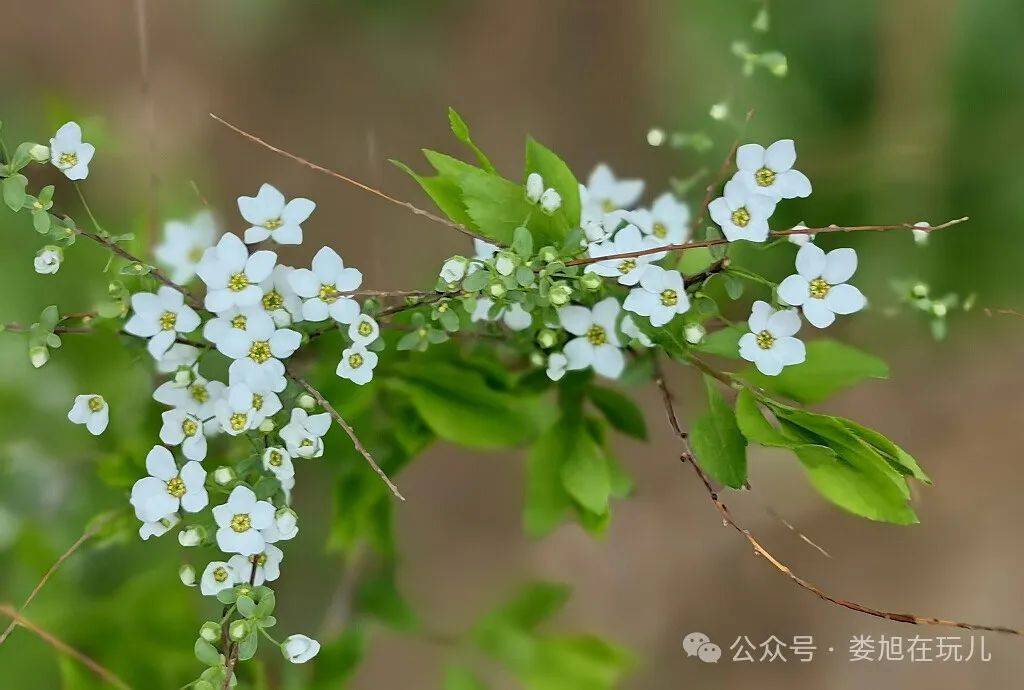 紫禁城中看雪柳