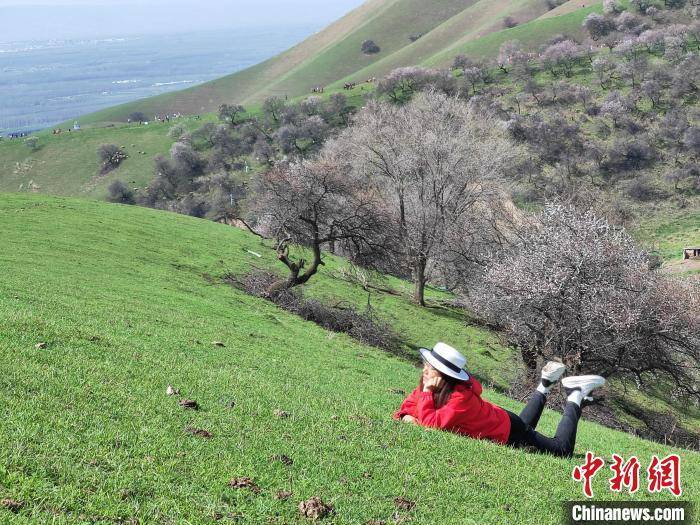新疆新源县那拉提杏花谷迎来最美季