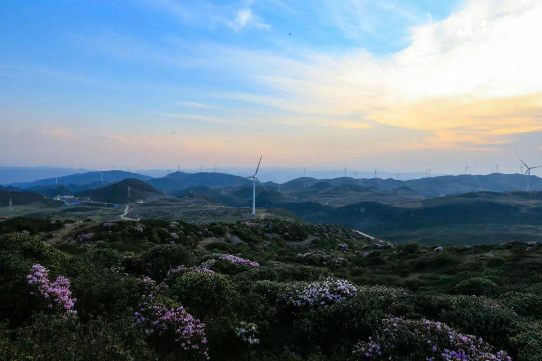 享趣威宁丨百草坪杜鹃花开美如画