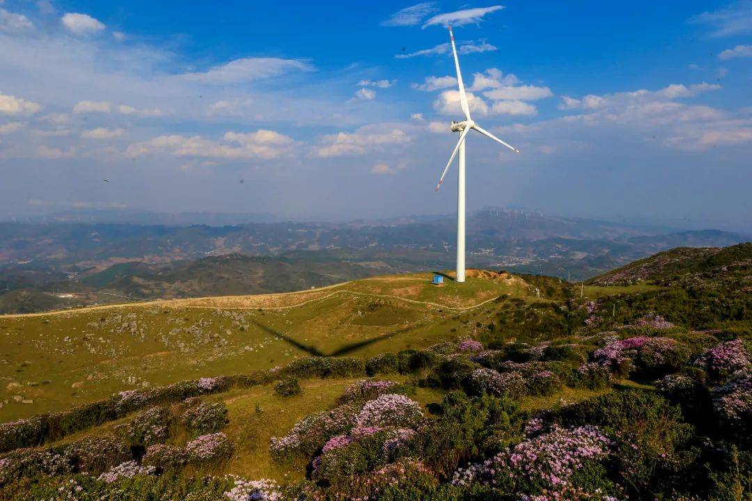 享趣威宁丨百草坪杜鹃花开美如画