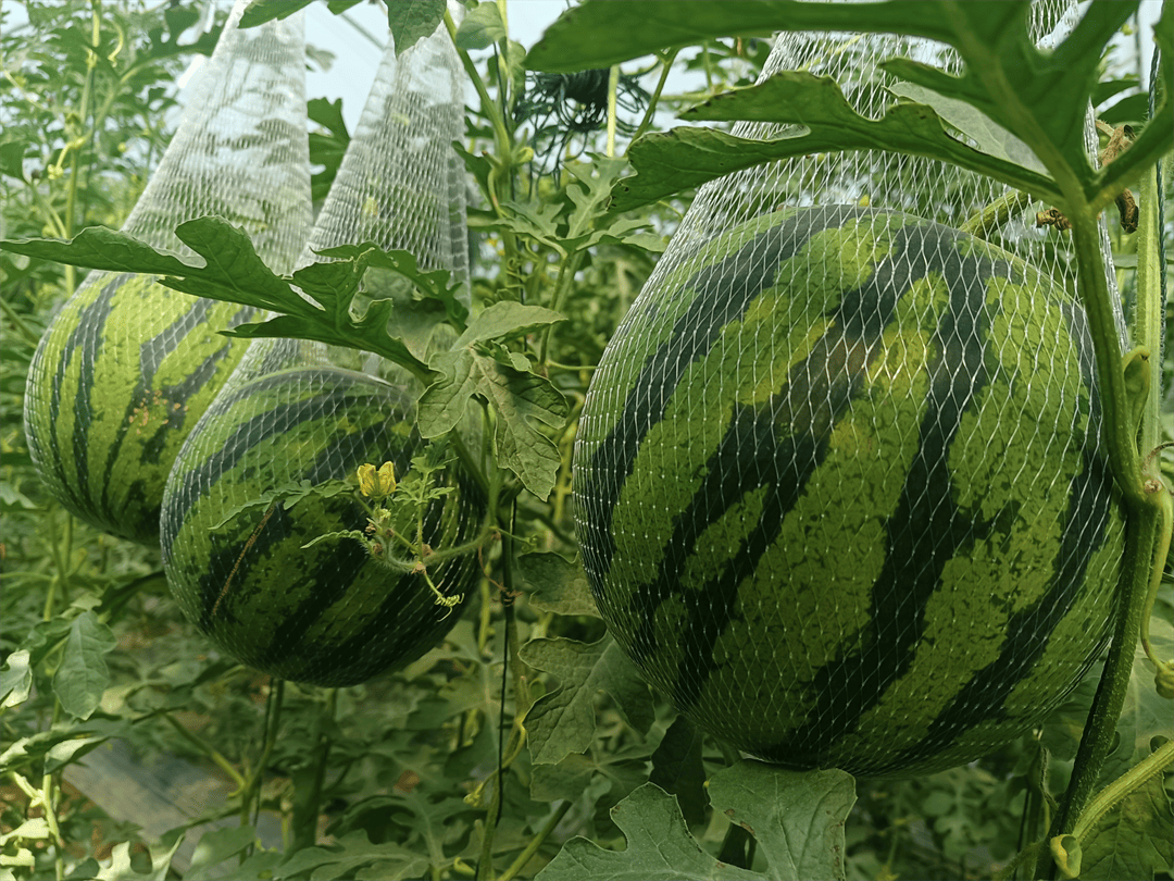 走进大棚内,放眼望去,一个个碧绿的吊瓜垂挂在茂盛的藤蔓上,犹如一个