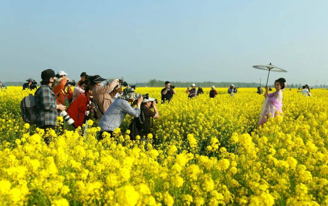 故城油菜花海地址图片