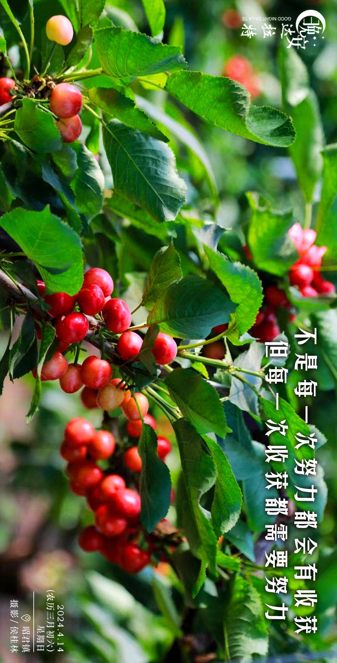 壁纸 水果 1080_2121 竖版 竖屏 手机