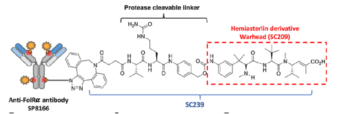 adc领域极具潜力的抗癌靶点frα