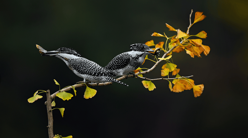 这里不仅是被誉为"中国最美小鸟"的蓝喉蜂虎和蓝翡翠等小鸟理想的