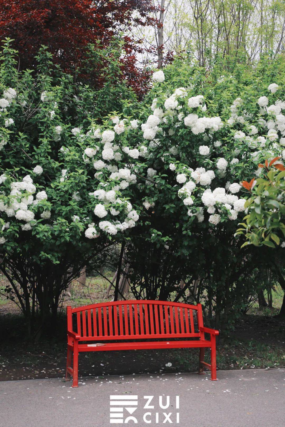 因为一把红椅子慈溪森林公园又火了