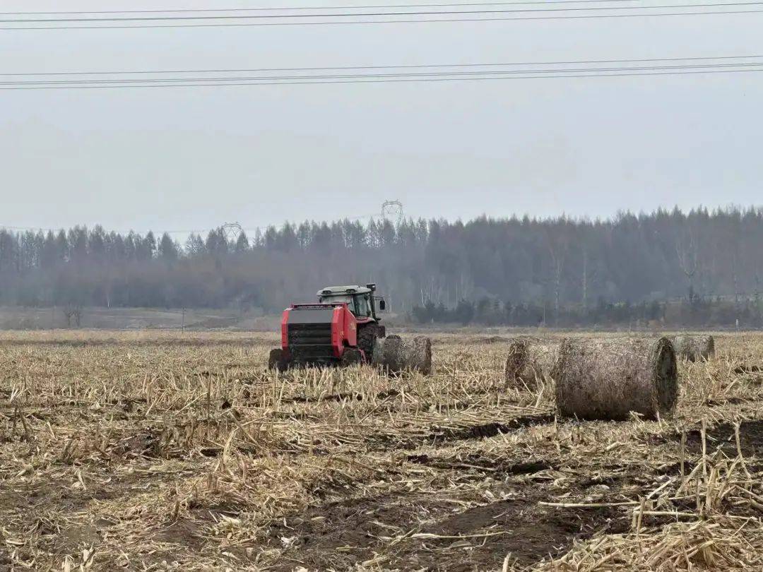 蛟河市这个镇秸秆离田还田面积已达931