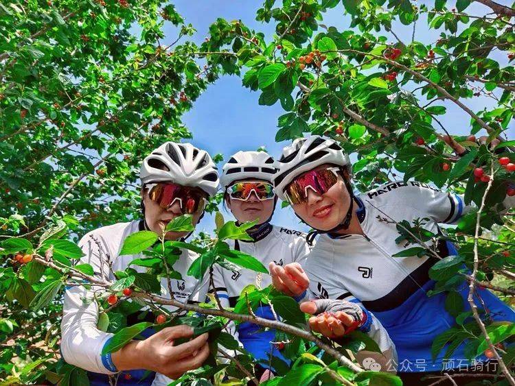 瓦恭的樱桃熟了