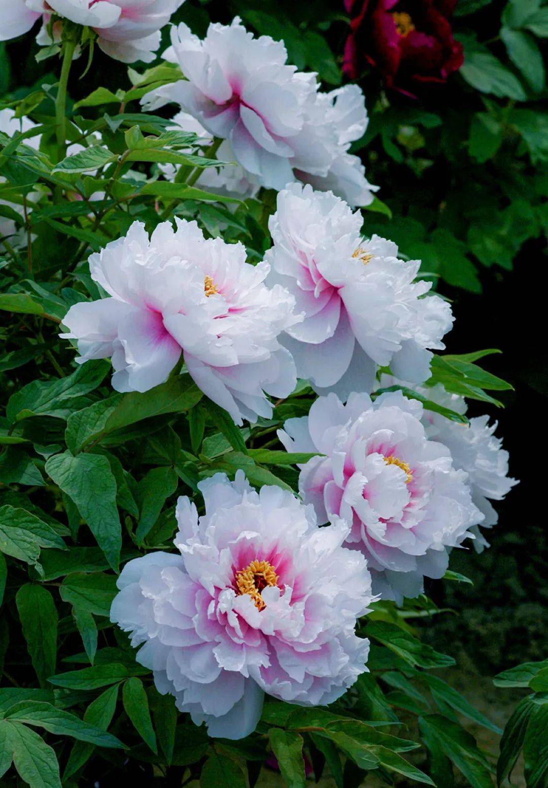 这是菏泽给的答案!_牡丹花_景区_品种