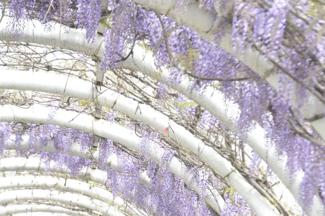 梦幻花海来袭四月许你一场顶流紫色童话