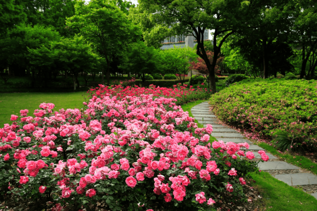 杏花村月季图片