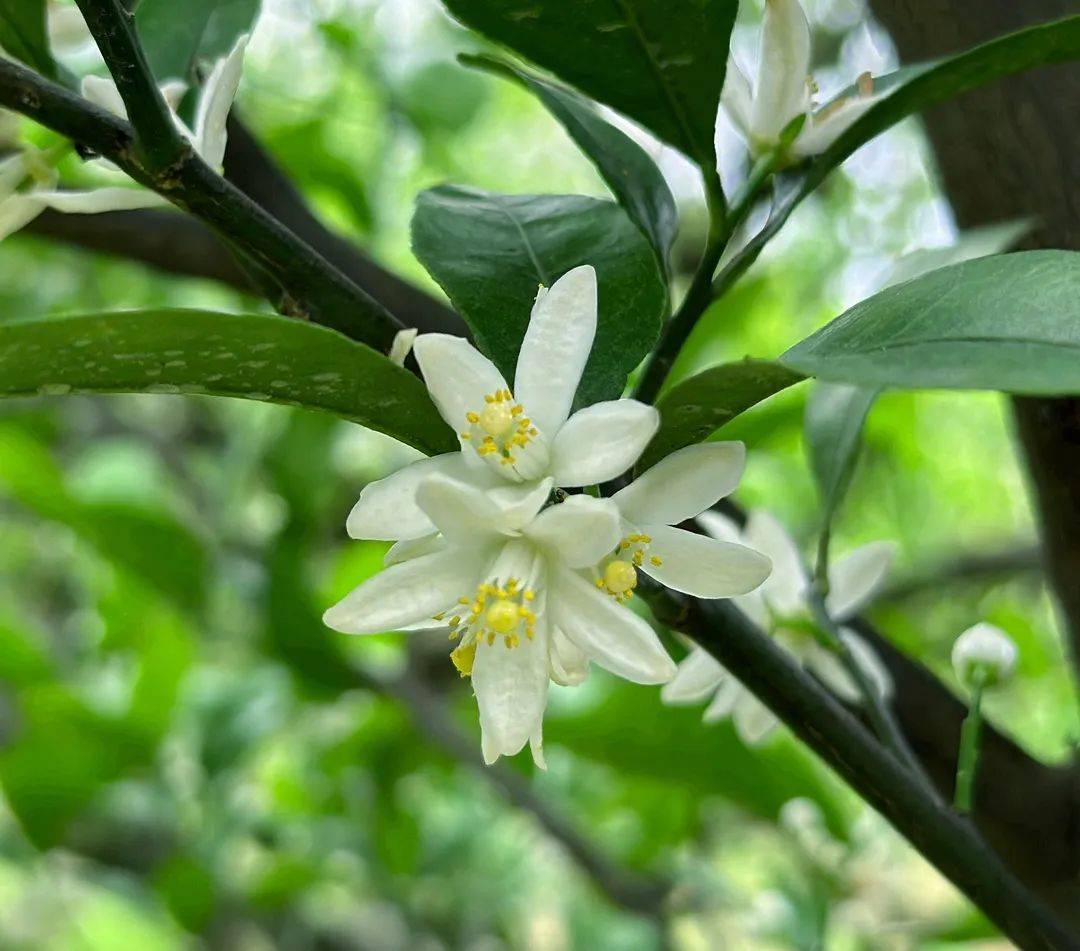 又是一个橘花季