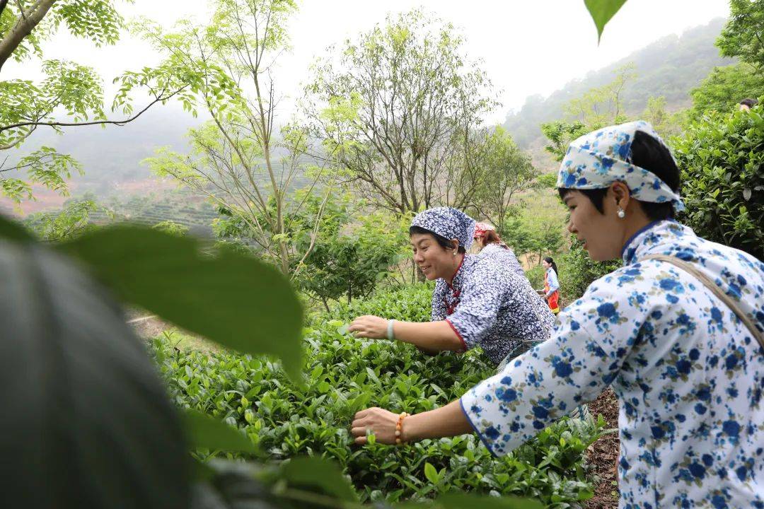 德庆县举办职工春茶采摘劳动竞赛暨市级职工疗休养活动基地揭牌仪式