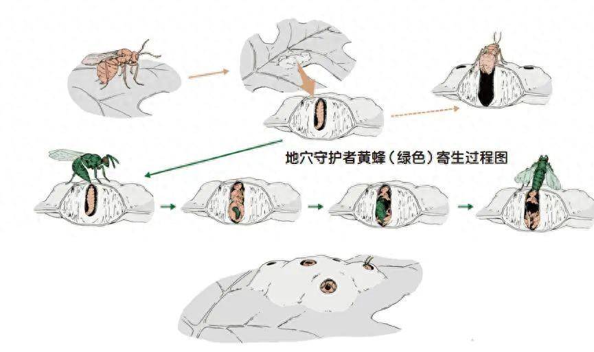 寄生虫能被其他寄生虫寄生吗?_幼虫_黄蜂_守护者