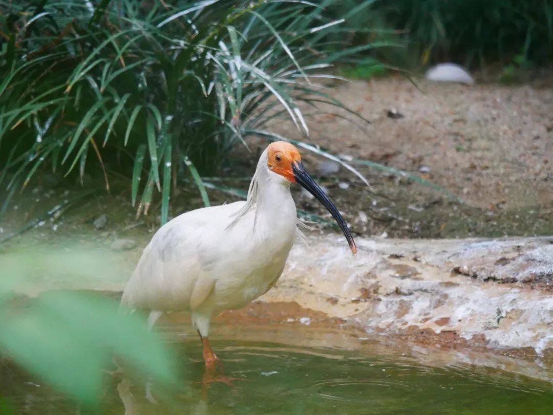第二届蓉城红领巾小史官微课76唐代成都的中央公园在哪里