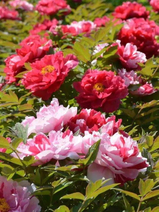 簸箕掌牡丹园等你来赏花!