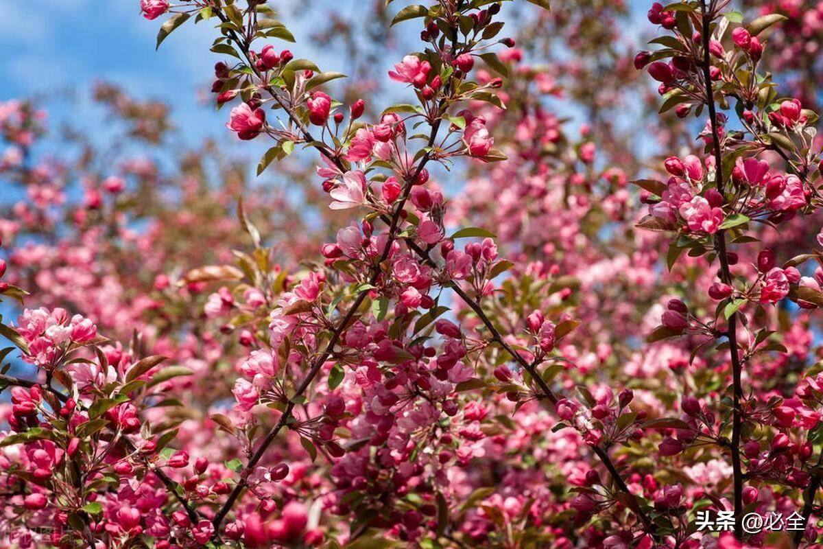 2024年黑龙江省苗木供需分析报告