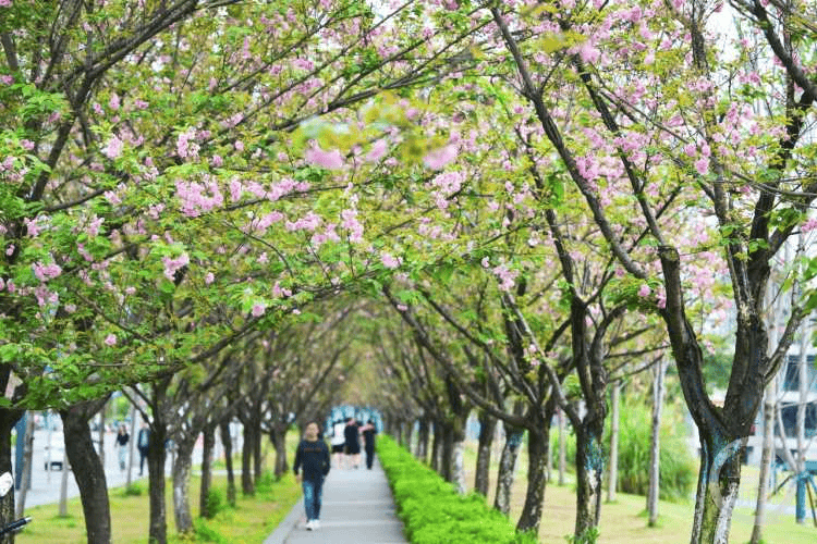 重庆园博园樱花大道图片