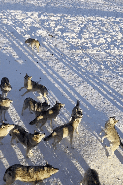四月的阿勒泰是全国人的白月光