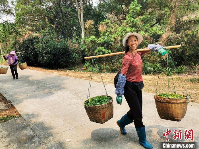 广东台山白云茶抢鲜开摘