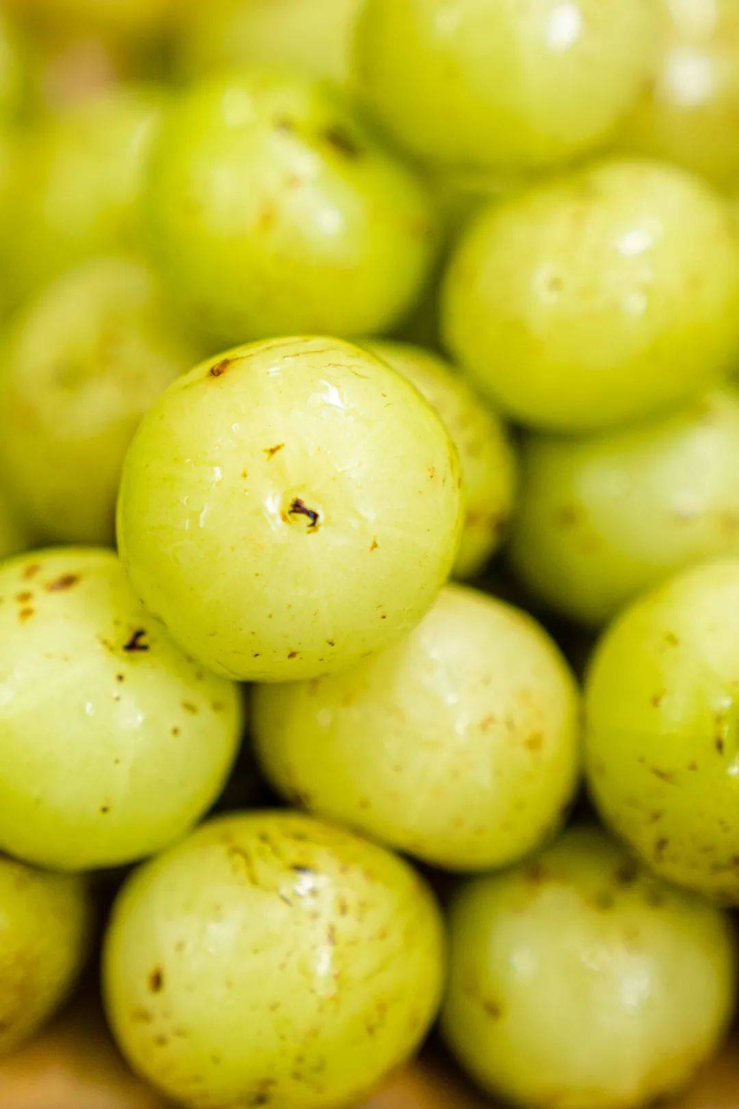 刷爆乐昌的「网红夏饮」,6斤油柑才榨出1斤油柑汁,一口直接让整个盛夏