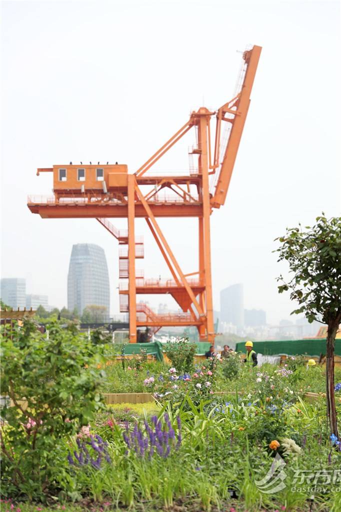 2024上海(国际)花展4月18日开幕,五大亮点全剧透_主题_徐汇_主会场