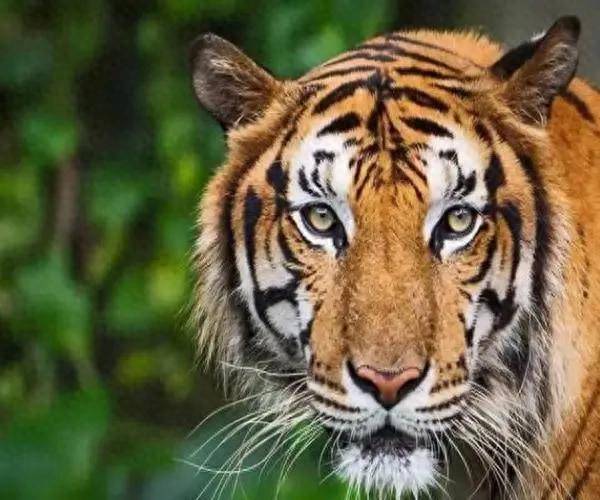 24年财运到虎虎虎财运水涨船高幸福永相随好运先天飞