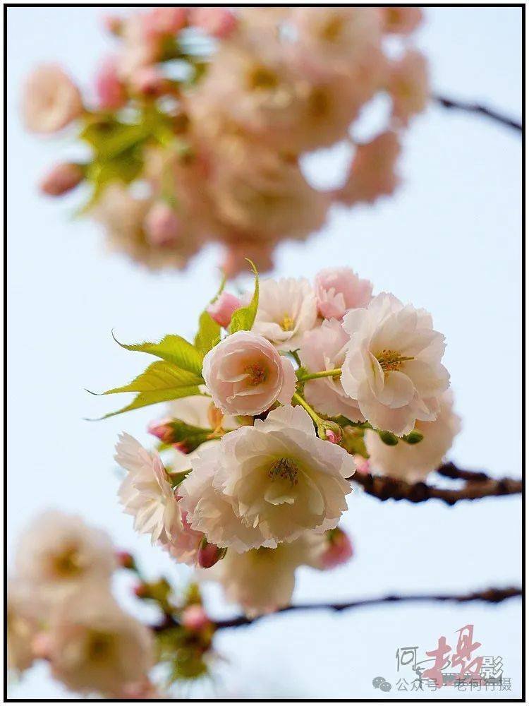 【图集】院宠樱花_社区_小区_花草