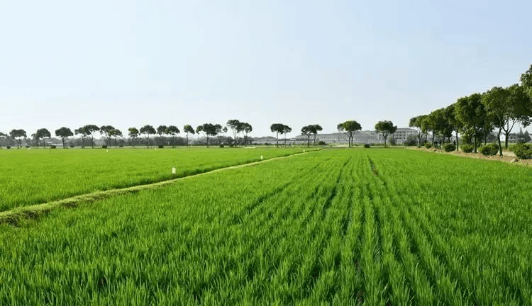 以乡村休闲旅游为径推动农旅融合高质量发展