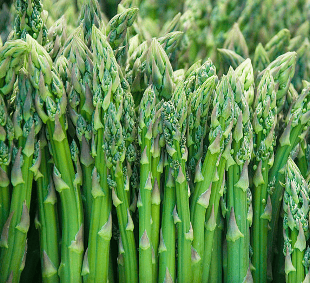 芦笋_种植_羊肚菌